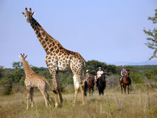 South Africa-Waterberg-Waterberg Safari Lodge